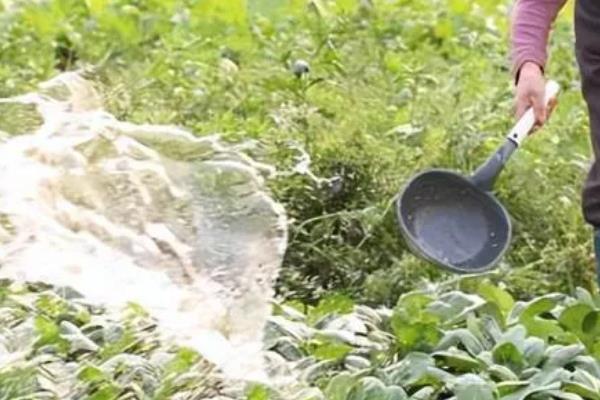 怎么用沼肥生产无公害蔬菜，沼液可兑水稀释后再喷施叶片