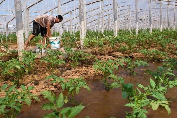 怎么用沼肥生产无公害蔬菜，沼液可兑水稀释后再喷施叶片