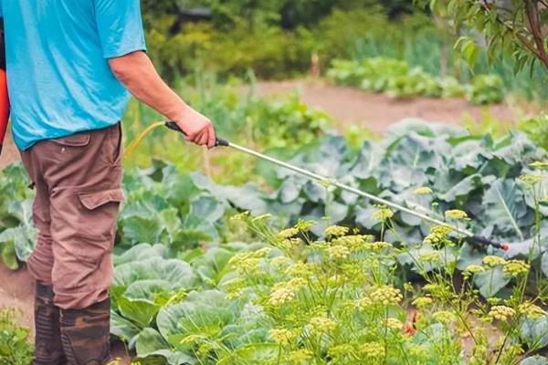 怎么用沼肥生产无公害蔬菜，沼液可兑水稀释后再喷施叶片