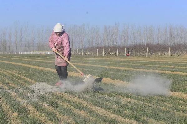 怎么用沼肥生产无公害蔬菜，沼液可兑水稀释后再喷施叶片