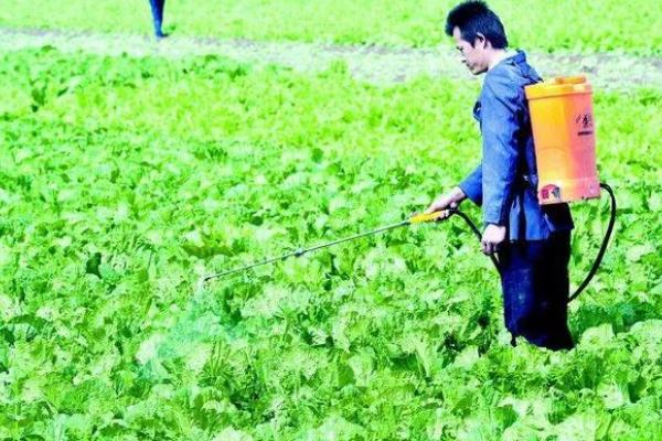 怎么用沼肥生产无公害蔬菜，沼液可兑水稀释后再喷施叶片