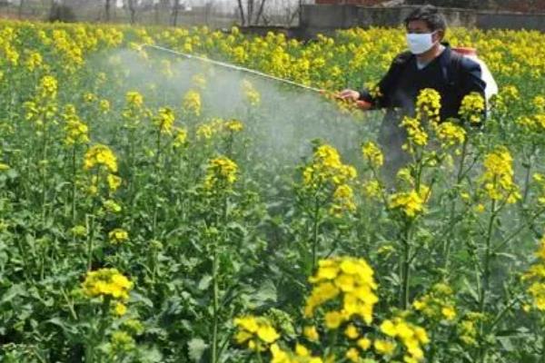 怎么用沼肥生产无公害蔬菜，沼液可兑水稀释后再喷施叶片