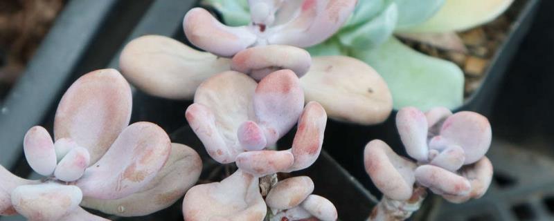 夏季休眠的多肉品种，有生石花、玉露等