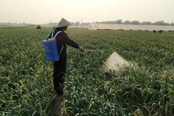 大蒜蒜叶黄化的原因，是肥水管理不当、土壤酸化等导致的