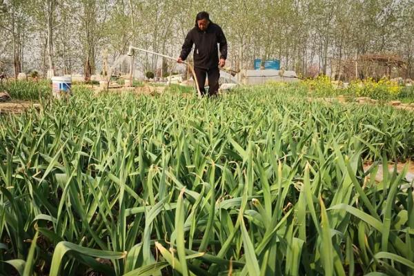 大蒜蒜叶黄化的原因，是肥水管理不当、土壤酸化等导致的