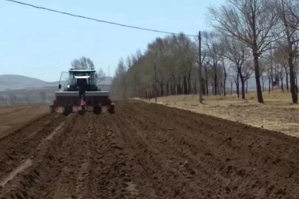 当归地膜覆盖的栽培技术，要及时查苗、补苗和间苗