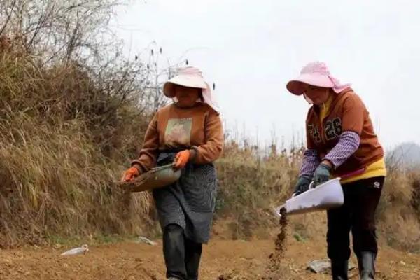 当归地膜覆盖的栽培技术，要及时查苗、补苗和间苗