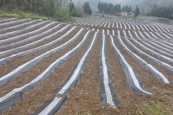 当归地膜覆盖的栽培技术，要及时查苗、补苗和间苗