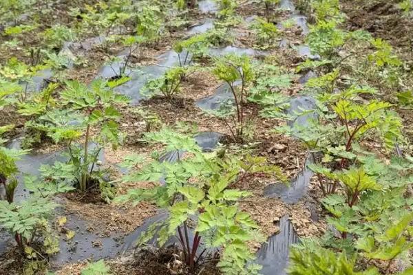 当归地膜覆盖的栽培技术，要及时查苗、补苗和间苗