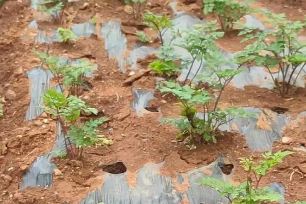 当归地膜覆盖的栽培技术，要及时查苗、补苗和间苗