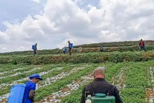 当归地膜覆盖的栽培技术，要及时查苗、补苗和间苗