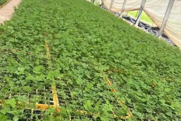 当归地膜覆盖的栽培技术，要及时查苗、补苗和间苗