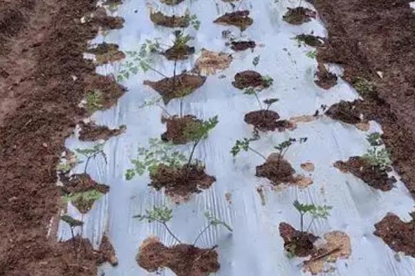 当归地膜覆盖的栽培技术，要及时查苗、补苗和间苗