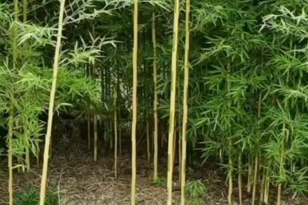 有什么小型观赏竹子，常见单竹、四季竹等品种