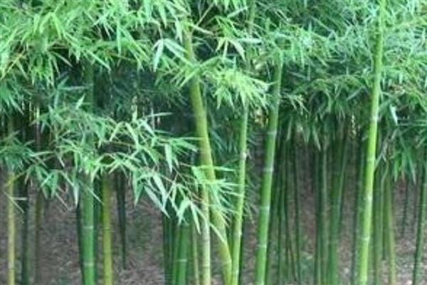 有什么小型观赏竹子，常见单竹、四季竹等品种