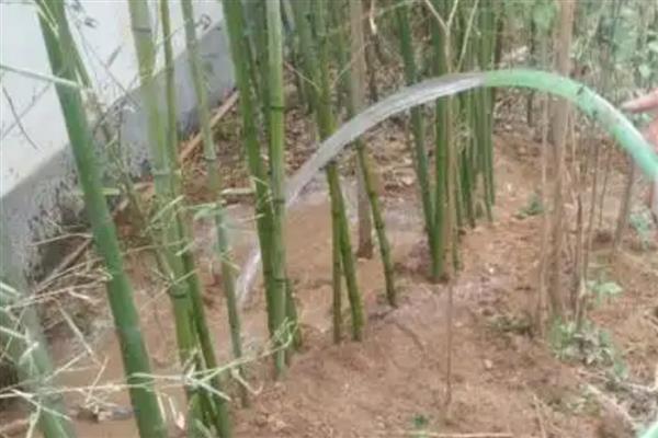 有什么小型观赏竹子，常见单竹、四季竹等品种