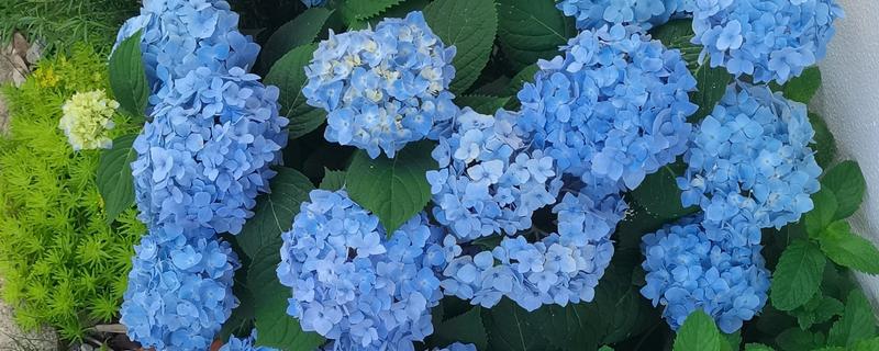 如何修剪开花后的无尽夏，剪除残花可以减少养分消耗