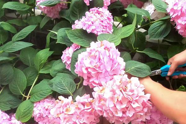 如何修剪开花后的无尽夏，剪除残花可以减少养分消耗