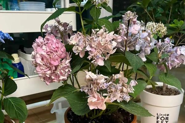 如何修剪开花后的无尽夏，剪除残花可以减少养分消耗