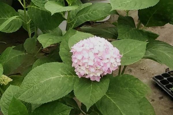 如何修剪开花后的无尽夏，剪除残花可以减少养分消耗