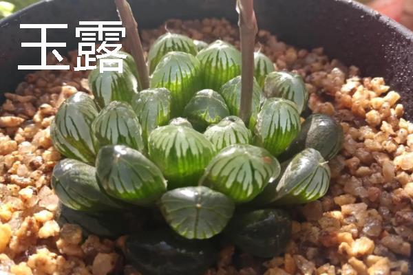 夏季休眠的多肉品种，有生石花、玉露等