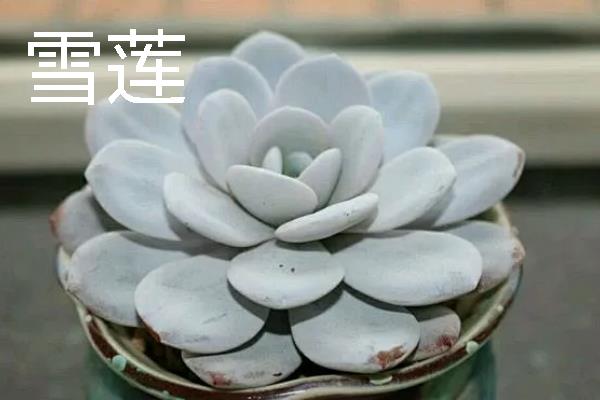 夏季休眠的多肉品种，有生石花、玉露等