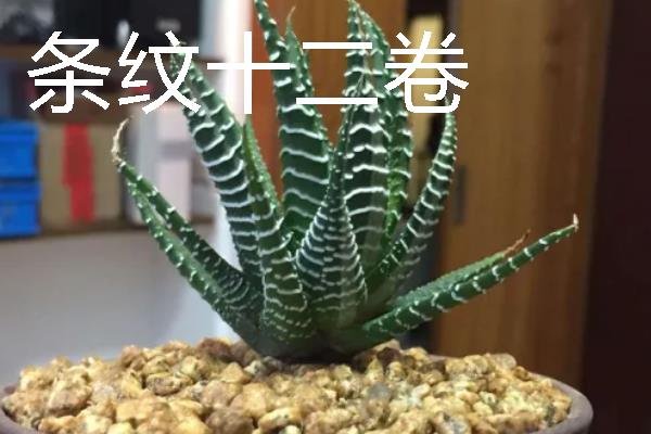 夏季休眠的多肉品种，有生石花、玉露等