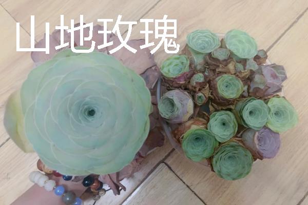 夏季休眠的多肉品种，有生石花、玉露等