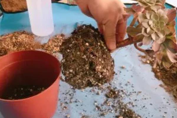 夏季休眠的多肉品种，有生石花、玉露等