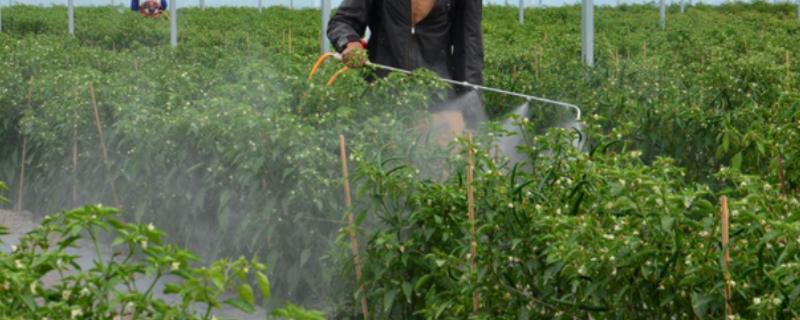正确对蔬菜使用农药的方法，轮换用药可延缓病虫害产生抗药性