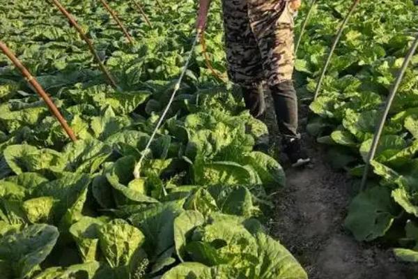 正确对蔬菜使用农药的方法，轮换用药可延缓病虫害产生抗药性