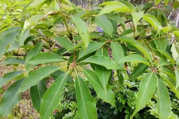 木棉花的叶片外观，就像摊开的手掌正面呈深绿色