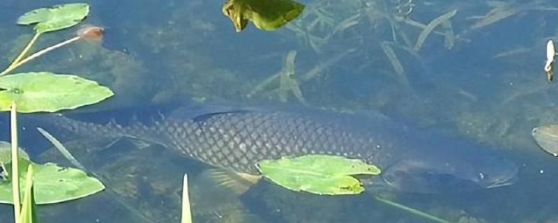 三亩鱼塘能养多少条鱼，适宜数量为2000条左右