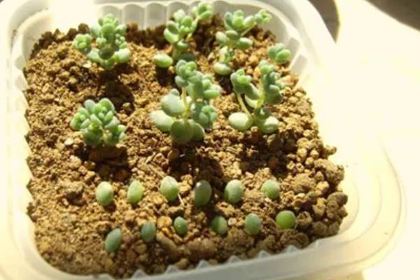 姬星美人怎么养殖，除夏季以外其余季节放在向阳处