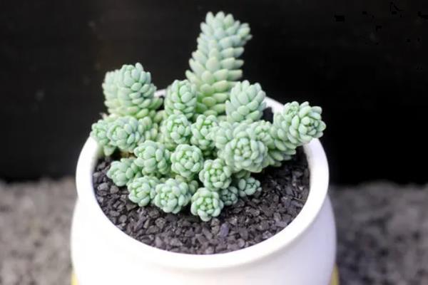姬星美人怎么养殖，除夏季以外其余季节放在向阳处