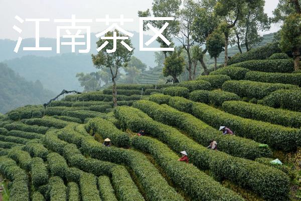 茶叶怎么贮藏，常见以下2种方式