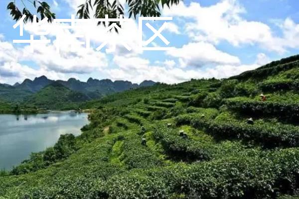 茶叶怎么贮藏，常见以下2种方式