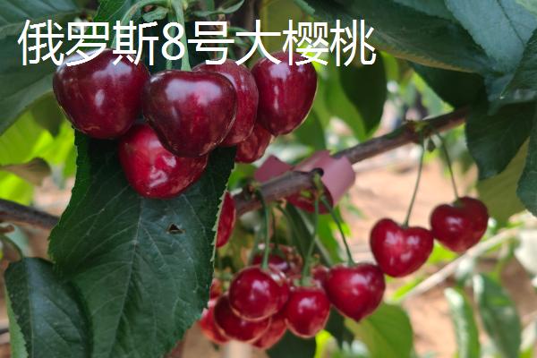 樱桃苗的移栽时间，在9月份移栽可加快生长速度