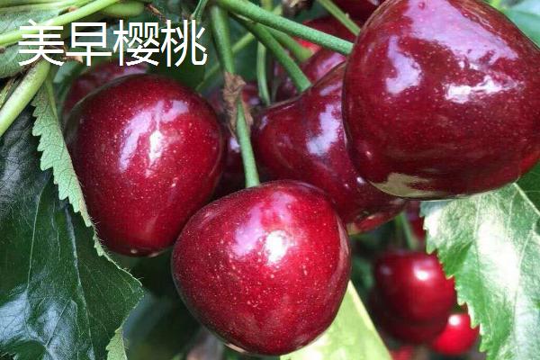 樱桃苗的移栽时间，在9月份移栽可加快生长速度