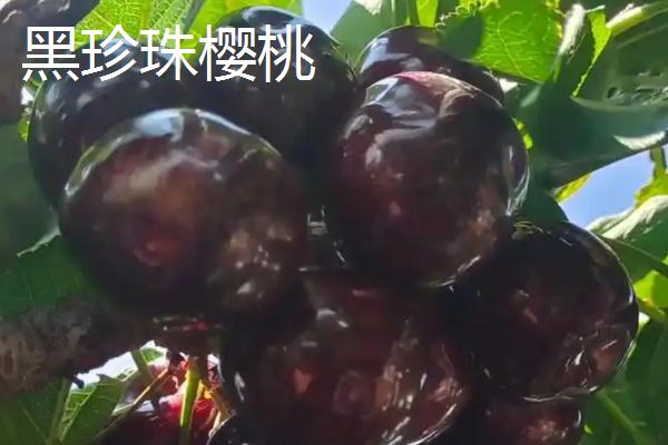 樱桃苗的移栽时间，在9月份移栽可加快生长速度