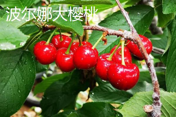 樱桃苗的移栽时间，在9月份移栽可加快生长速度