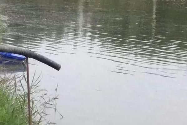 三亩鱼塘能养多少条鱼,适宜数量为2000条左右