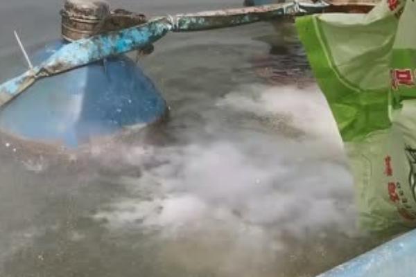 三亩鱼塘能养多少条鱼,适宜数量为2000条左右