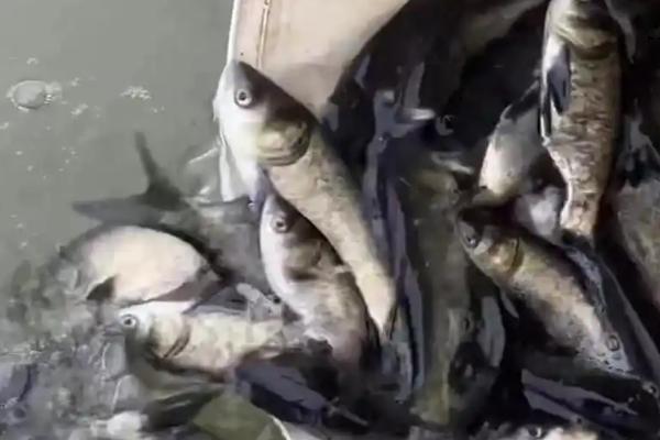 三亩鱼塘能养多少条鱼,适宜数量为2000条左右