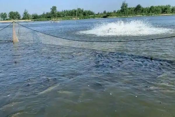 三亩鱼塘能养多少条鱼,适宜数量为2000条左右