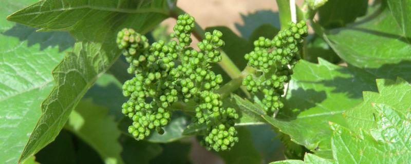葡萄结果时怎样施肥，根据生长状况选择叶面肥