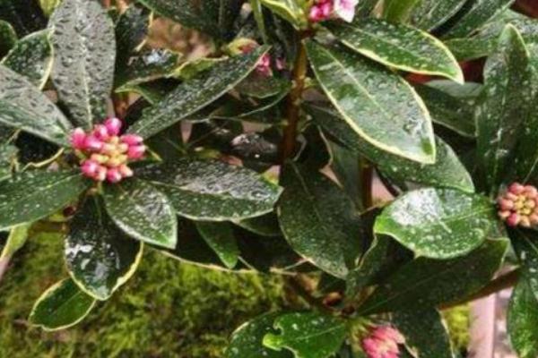 瑞香花是不是喜水植物，水分充足才能健康生长