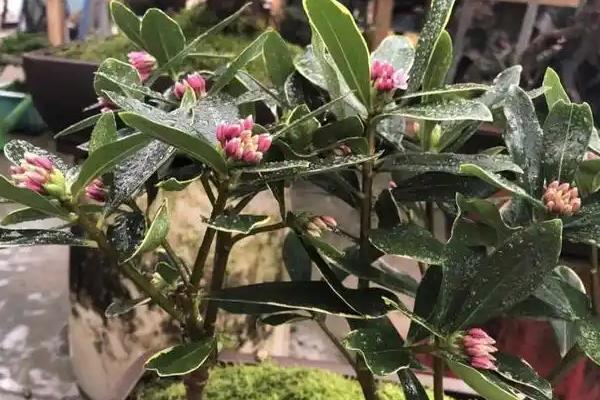 瑞香花是不是喜水植物，水分充足才能健康生长