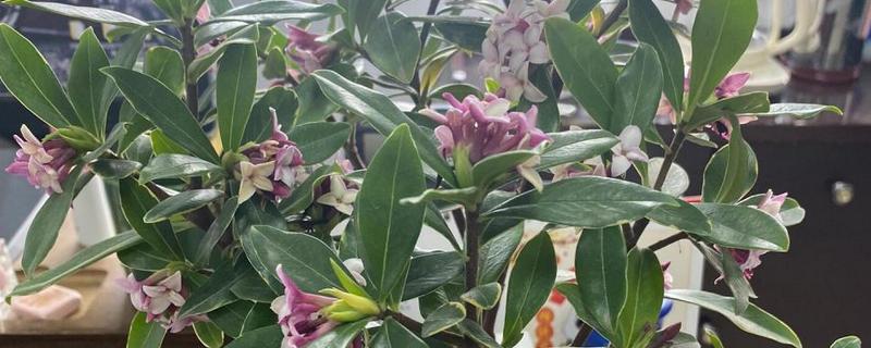 瑞香花是不是喜水植物，水分充足才能健康生长