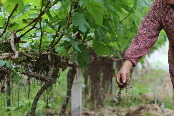 葡萄结果时怎样施肥，根据生长状况选择叶面肥